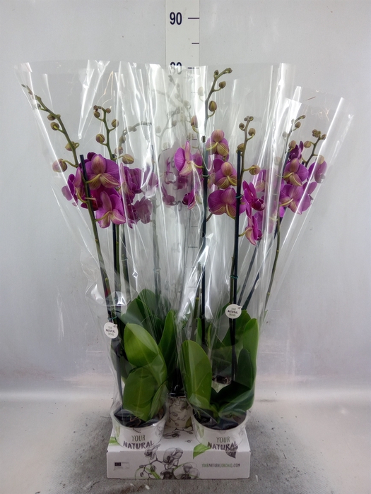 <h4>Phalaenopsis   ...lilac</h4>