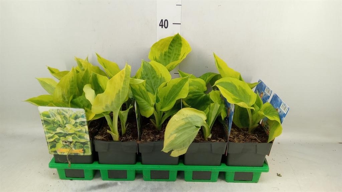 <h4>Hosta   ...</h4>