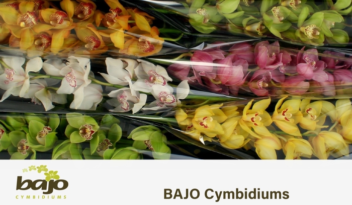 <h4>CYMB T GEM</h4>