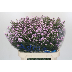 Aster Baby Pink Pearl