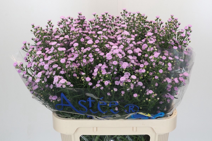 <h4>Aster Baby Pink Pearl</h4>
