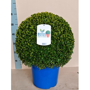 BUXU SEMPERVIRENS