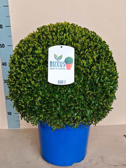 <h4>BUXU SEMPERVIRENS</h4>
