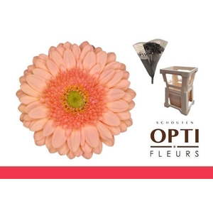 Germini Ice Cream Water