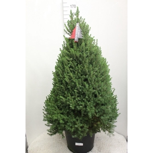 Picea glauca 'Conica'