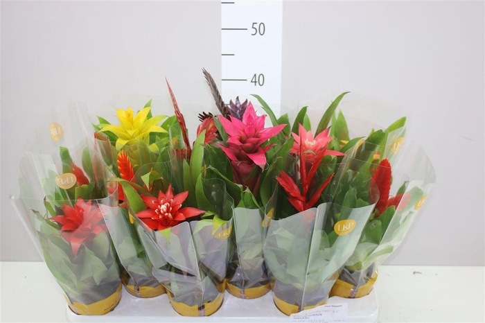 <h4>Bromelia Gemengd</h4>