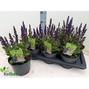 SALVIA NE MIDNIGH PU