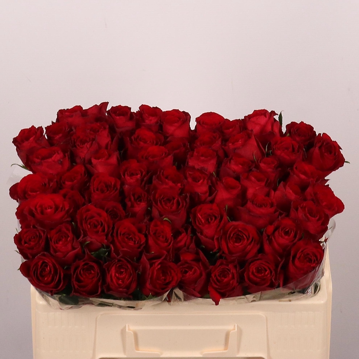 <h4>R Gr Madam Red</h4>