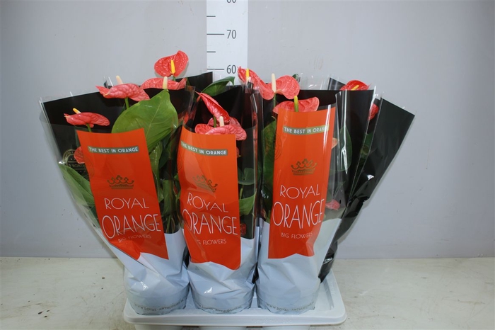<h4>Anth An Madural Orange</h4>