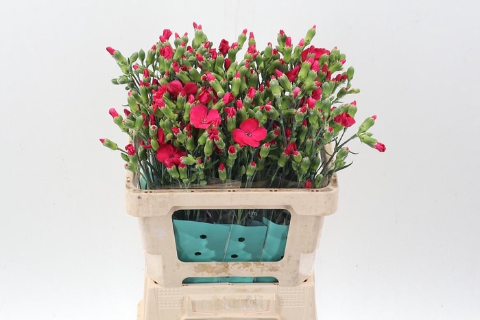 <h4>Di Te Solomio Imre</h4>