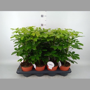 Schefflera arbor. 'Nora'