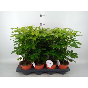 Schefflera arbor. 'Nora'