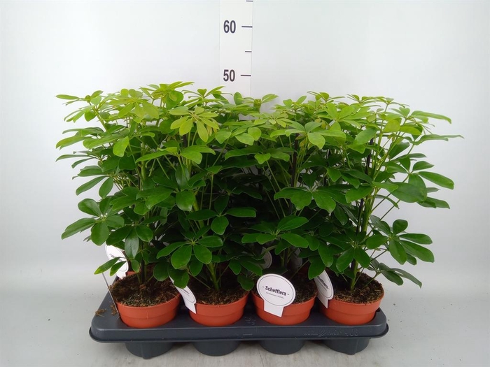 <h4>Schefflera arbor. 'Nora'</h4>
