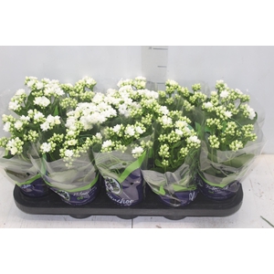 KALANCHOE DOBRADO P11 BRANCO