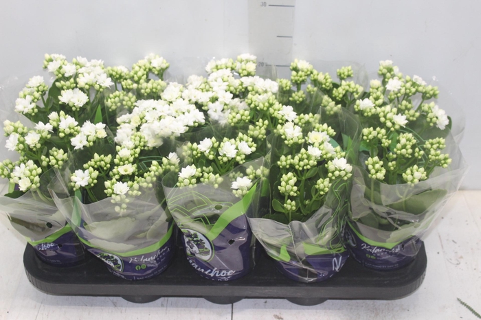 <h4>KALANCHOE DOBRADO P11 BRANCO</h4>