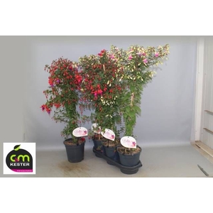 FUCHSIA OV