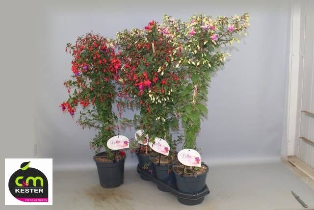 <h4>FUCHSIA OV</h4>