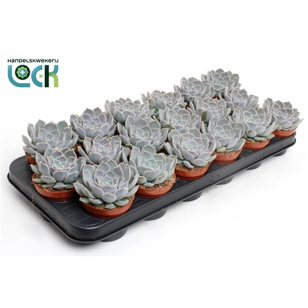 <h4>Echeveria Rosea</h4>