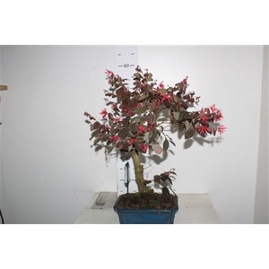 Bonsai Loro Chinense
