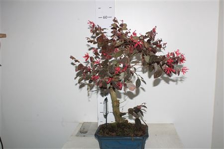 Bonsai Loro Chinense
