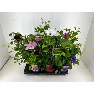 Nolina Clematis | Boulevard® Mixtray