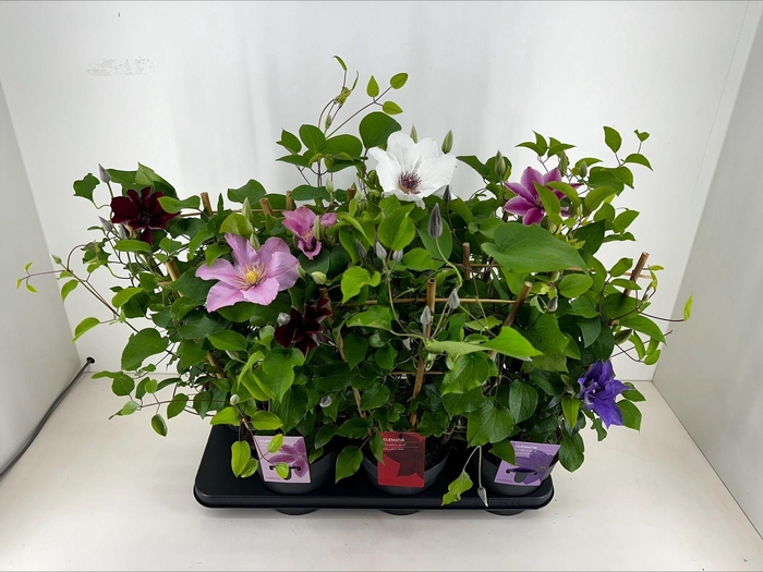 <h4>Nolina Clematis | Boulevard® Mixtray</h4>