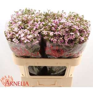 Chamelaucium Alouana