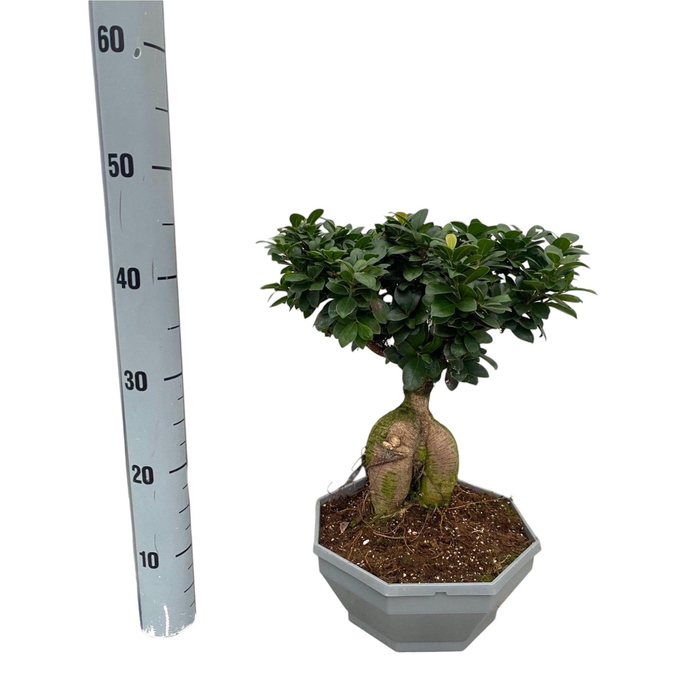 <h4>FIC MI GINSENG</h4>