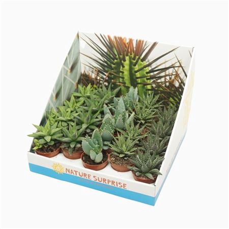 <h4>Aloe Gemengd Showdoos</h4>