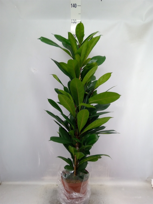 Ficus cyathistipula