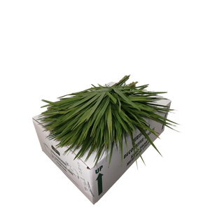 PALMETTO X 20