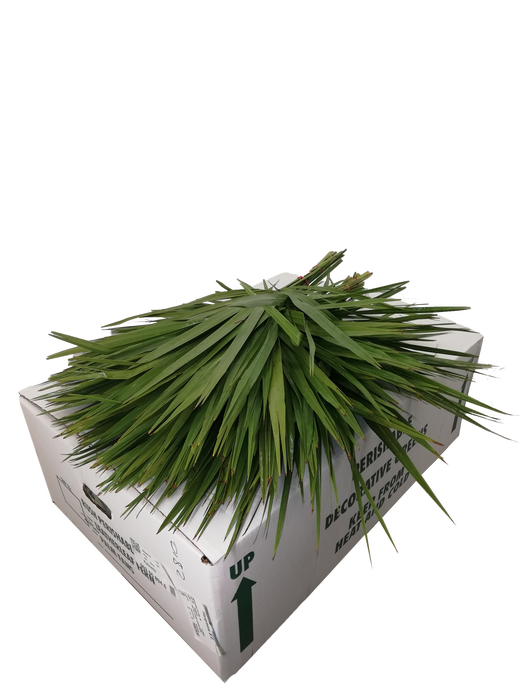 PALMETTO X 20
