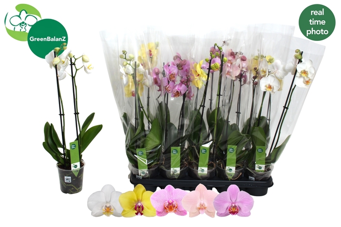 <h4>PHAL GEM 5 KL</h4>