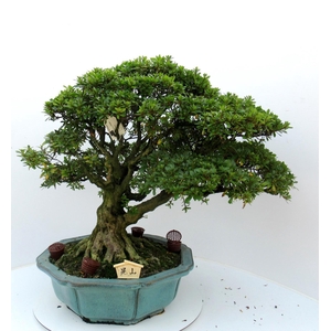 Rhododendron indicum ( 