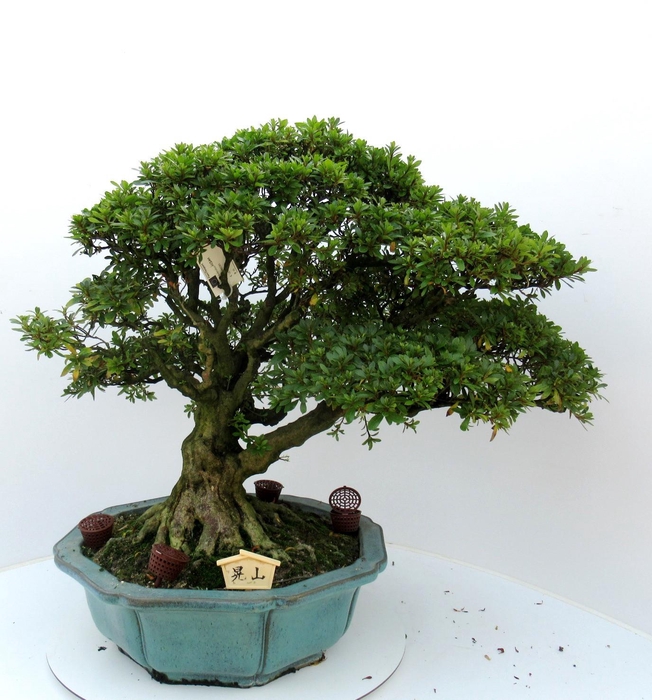 <h4>Rhododendron indicum ( "Kozan"), pot 45 cm. Height 70 cm. (single item)</h4>