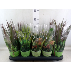 Planten Groen   ...mix  6