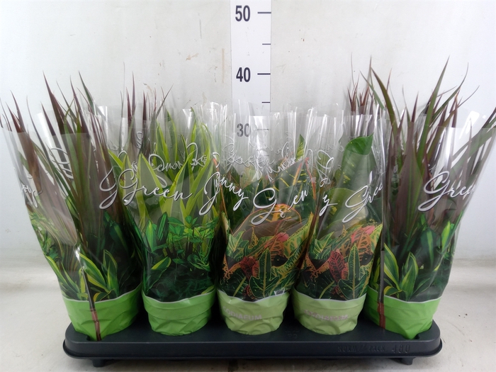 <h4>Planten Groen   ...mix  6</h4>