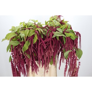 Amaranthus caudatus 'Love Lies Bleeding'