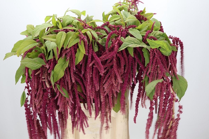<h4>Amaranthus caudatus 'Love Lies Bleeding'</h4>