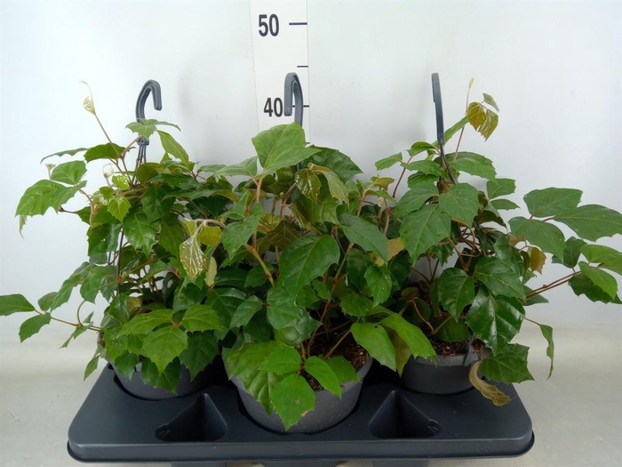 <h4>Cissus rhombifolia</h4>