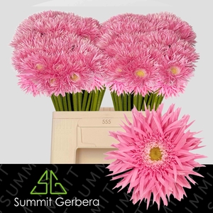 GERBERA MIS 'PUNKI MAY'