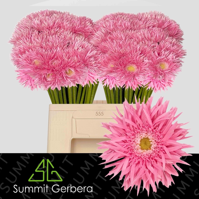 <h4>GERBERA MIS 'PUNKI MAY'</h4>