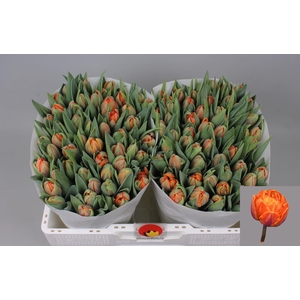 TU DU ORANGE PRINCES