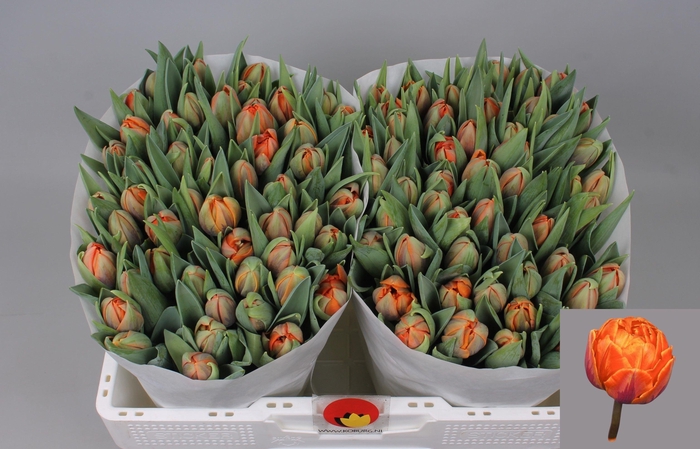 <h4>TU DU ORANGE PRINCES</h4>