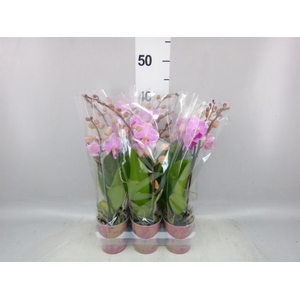 Phalaenopsis multi.   ...rose