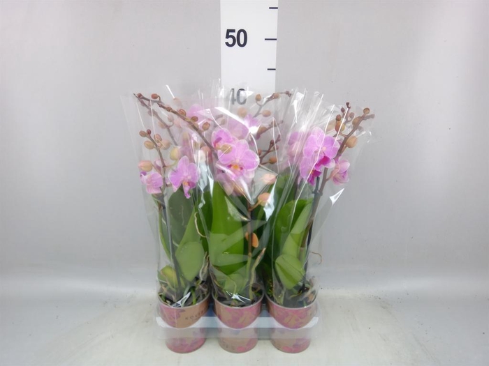 <h4>Phalaenopsis multi. ...rose</h4>