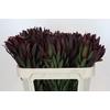 Leucadendron Saf Sunset Dark R.