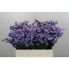 Limonium Donau Birds