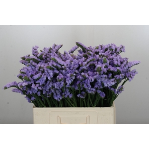 Limonium sinuatum Donau Birds