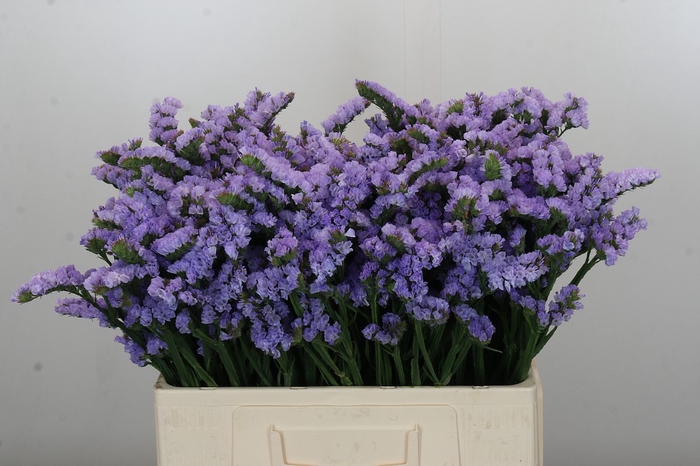 Limonium sinuatum Donau Birds
